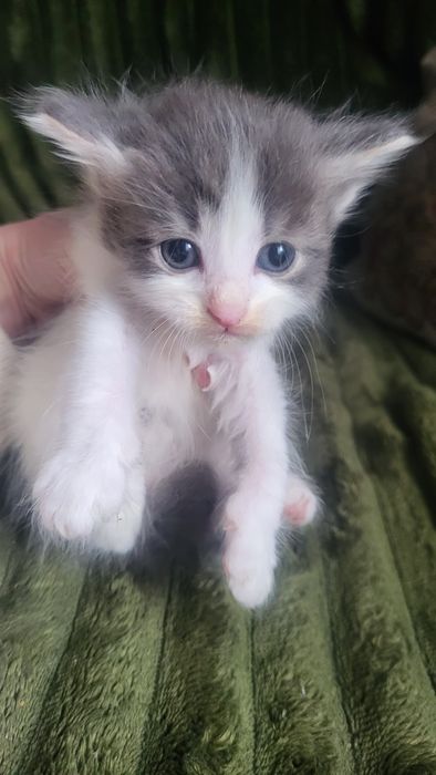 Віддамо у хороші руки