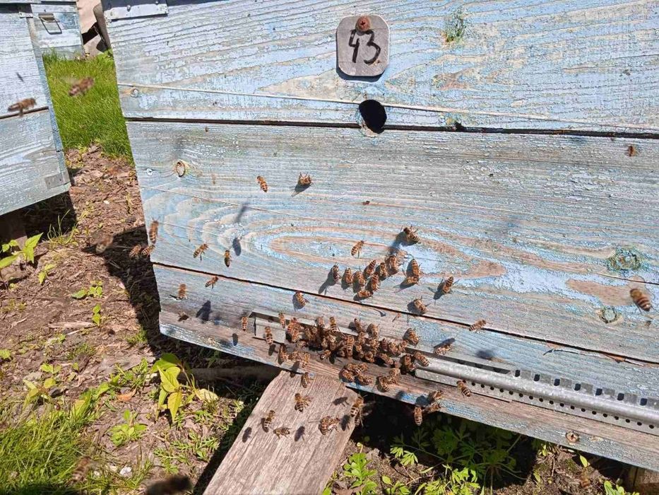 Продажа пчел в уликах