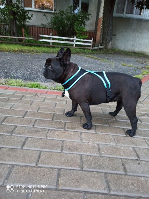 Шлейка для собачки