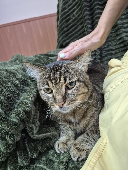 Сумний, великий добряк котикБоря, спокійний, мудрий!БО"ДоброКіт"