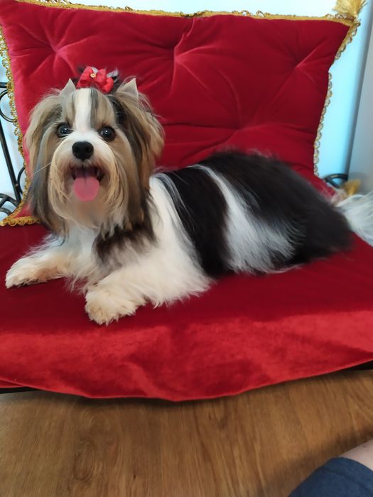 Mini samczyk z metryką ZKwP/FCI Biewer Yorkshire terrier,do  2 kg