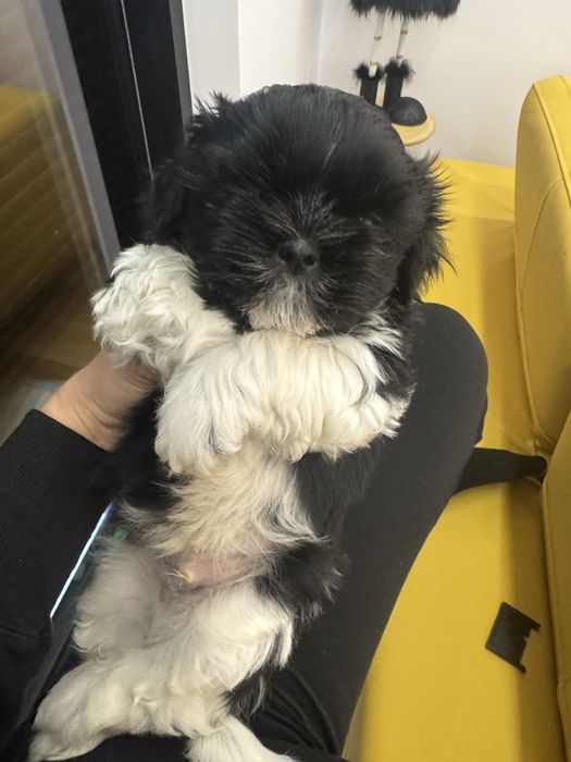 Śliczny Piesek Shih Tzu