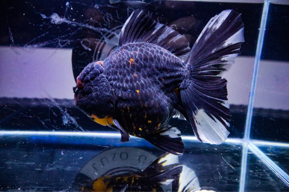 Oranda Black Tiger Jumbo RARIDADE