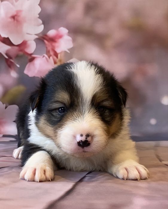 Border Collie chłopiec ARES