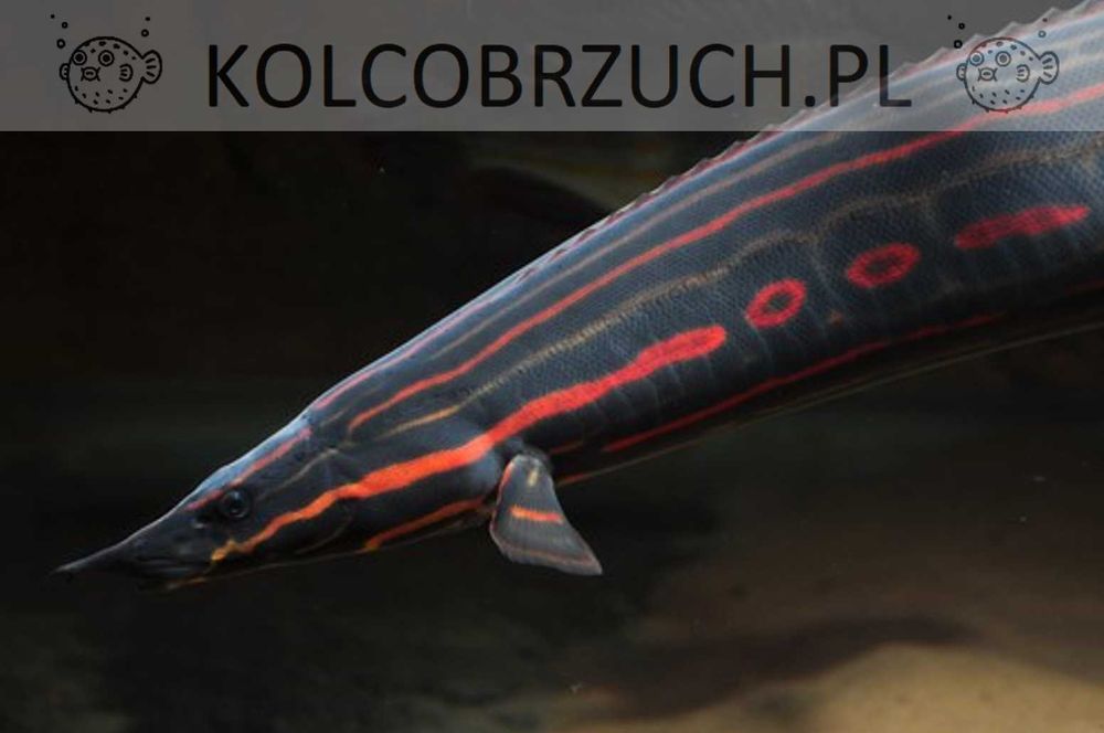 Węgorek ognisty - Mastacembelus erythrotaenia - dowozimy, wysyłamy