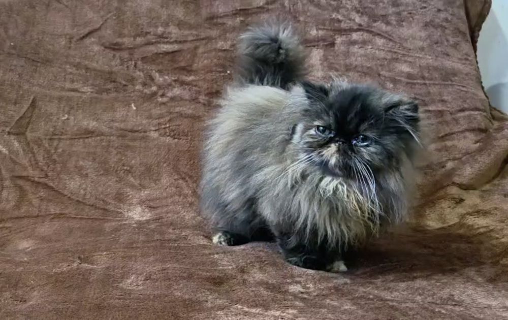 Persa fêmea tartaruga