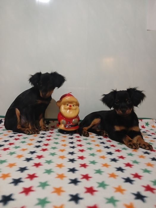 Милашки 2 сестрички тойчики.