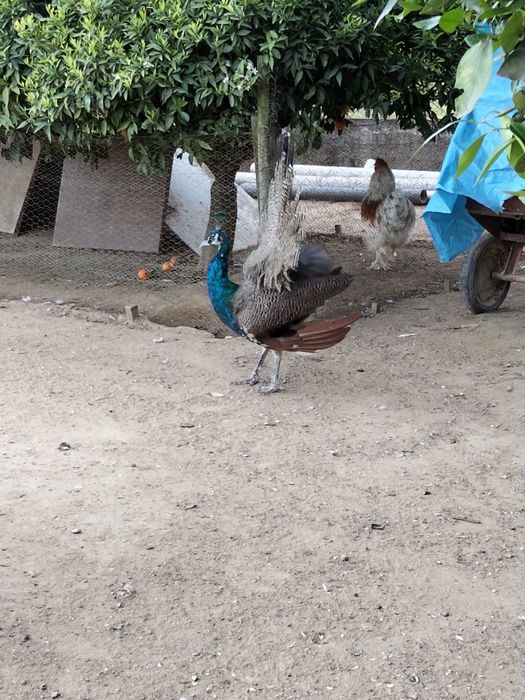 Vendo pavão Macho