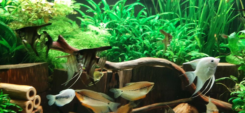 Grota tarliskowa drewniana dla zbrojnika ,glonojada 32 mm