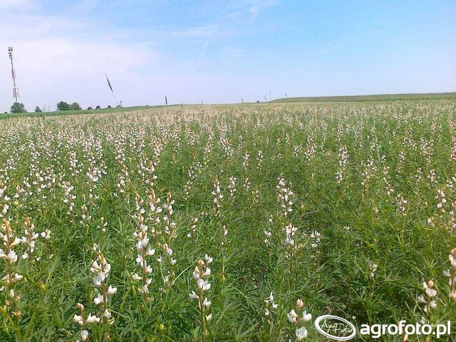 Sprzedam Łubin  Zeus