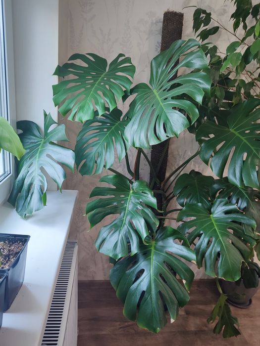 Монстера, Сингоніум спір поінт