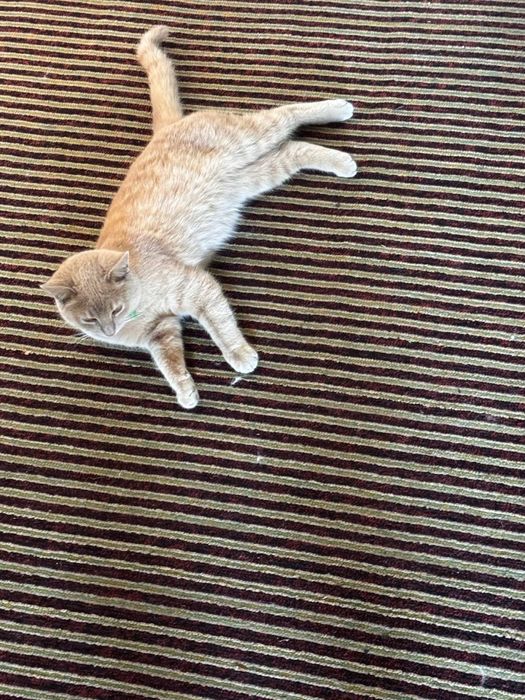 Котик 9 місяців, віддамо