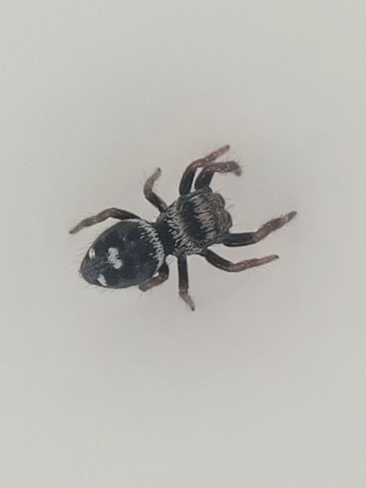 Skakun Phidippus regius Everglades L2/3