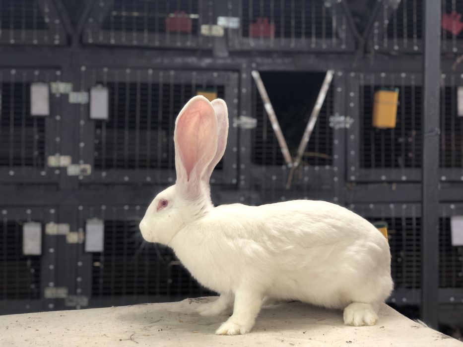 Бельгійський велетень. Фландр. кролики кролі