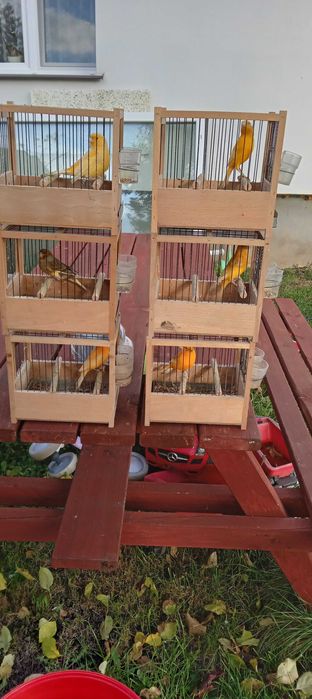 Kanarki i inne od 100zł