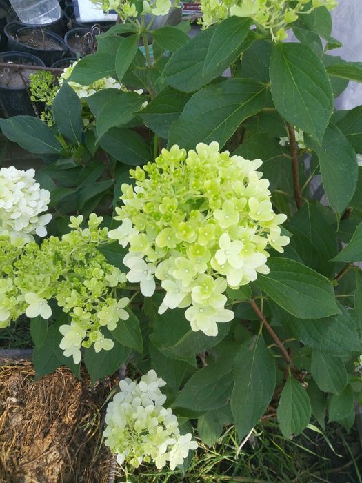 Продам гортензії