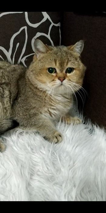 Золотой шотландский кот