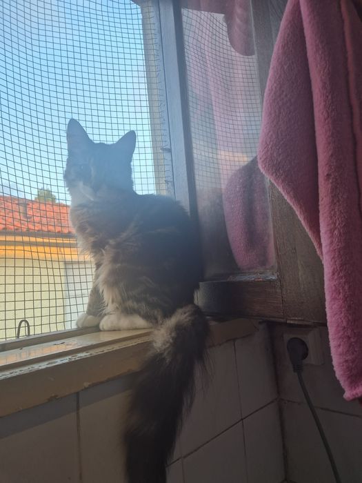 gata com 4 meses