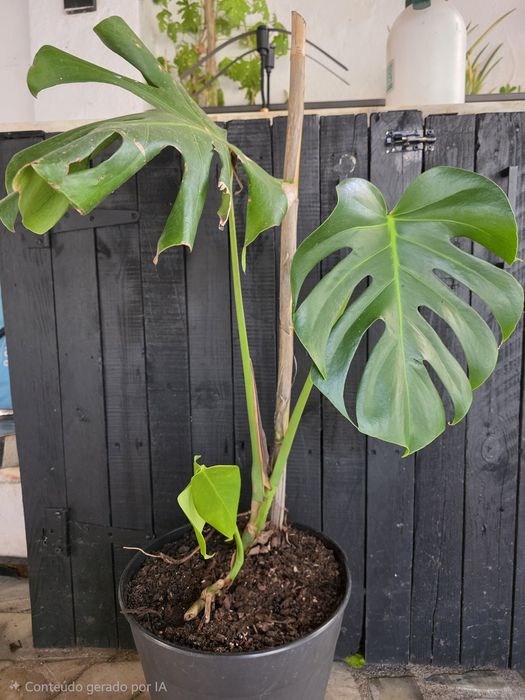 Monstera Deliciosa - Costela de Adão