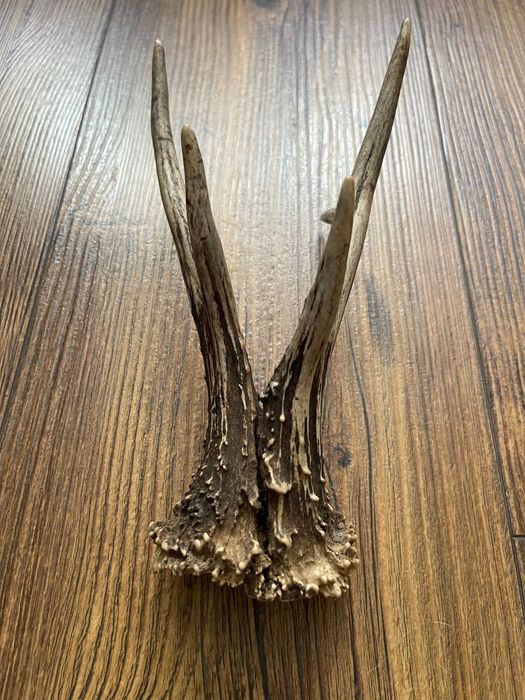 Poroże, Zrzuty, Prostki, Rogi Kozłów