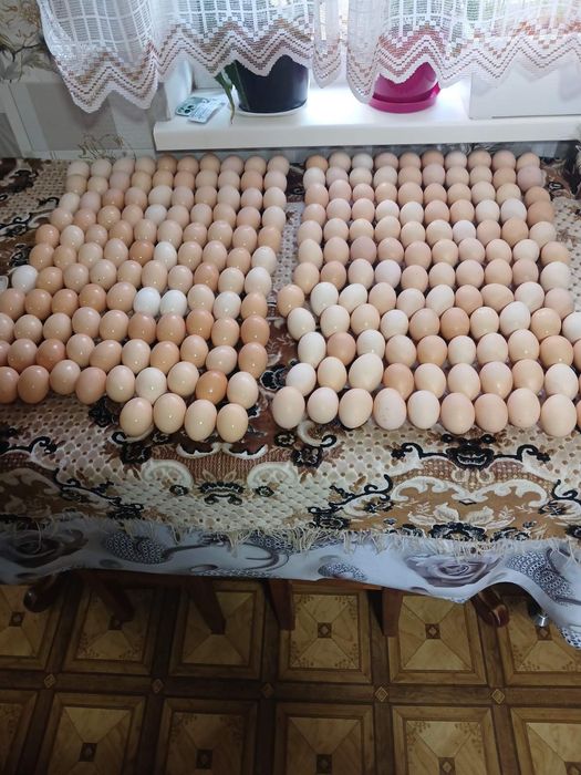 Яйце інкубаційне Адлір срібний