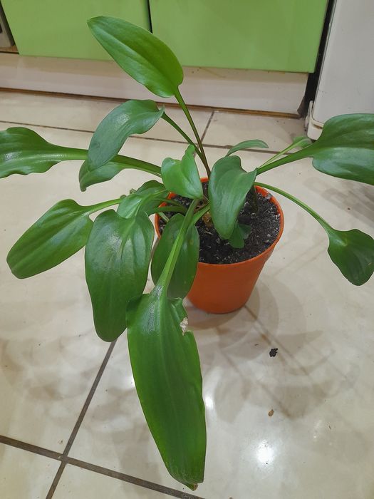 -Дримиопсис  ...