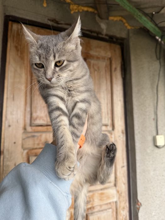 Віддам в добрі руки. Терміново