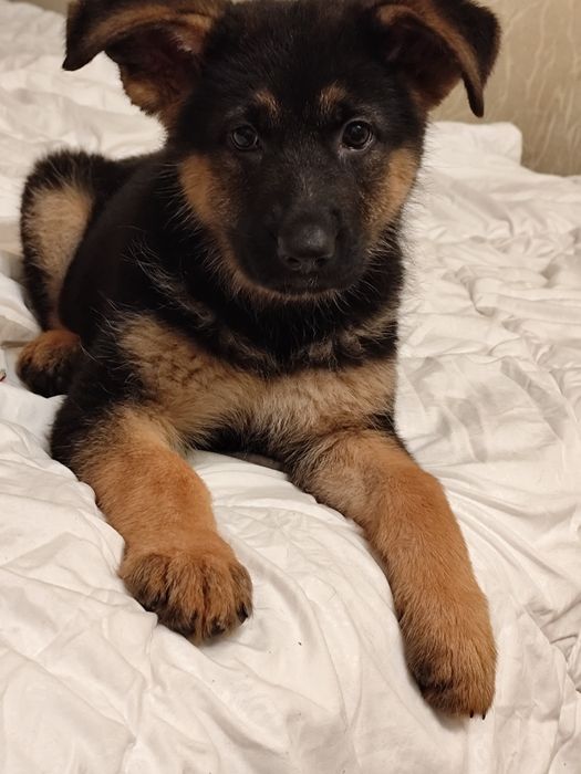 Предлагаются щенки немецкой овчарки