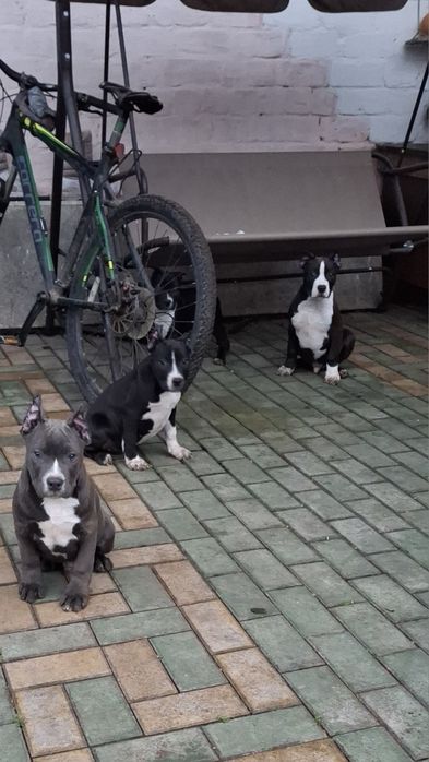 Две девочки Ам стаф. Свободны.