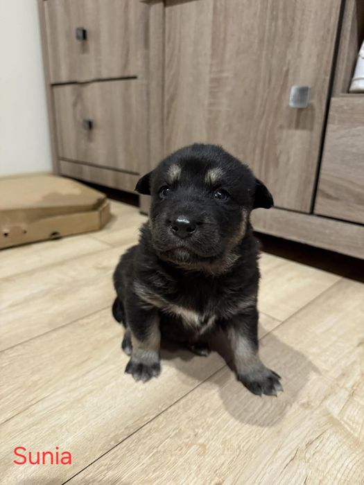 Wydam psiaki w typie Husky