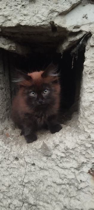 Безкоштовно котик