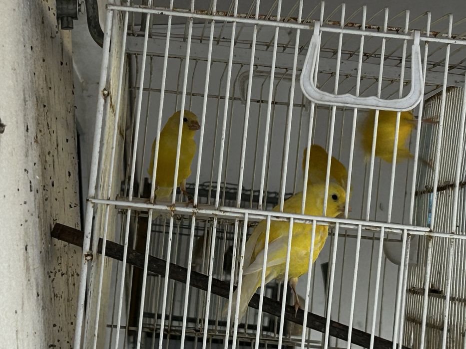 Canarios para cedee