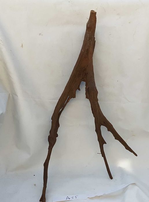 Korzeń mangrowca o ciekawym kształcie-duży