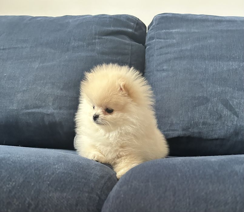 Sprzedam suczke rasy pomeranian
