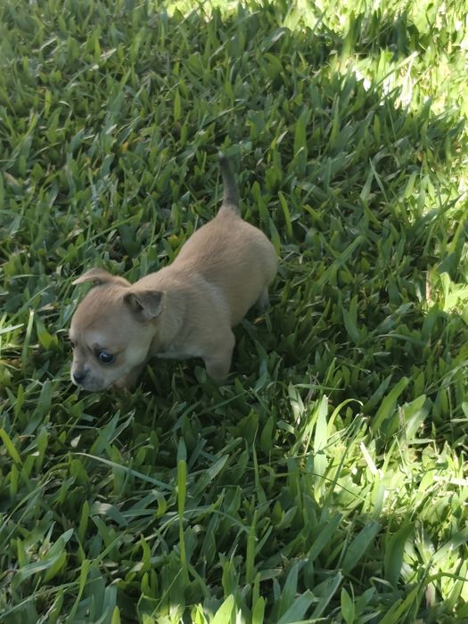 Fêmea Chihuahua disponível