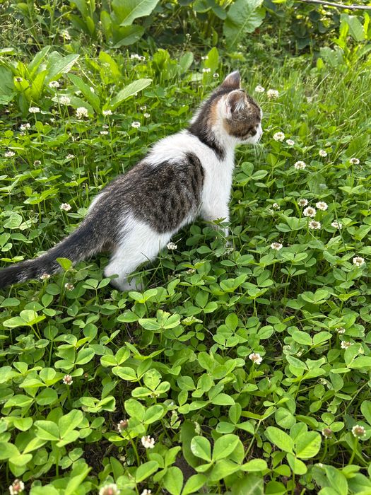 Котеня (хлопчик) 2 місяці