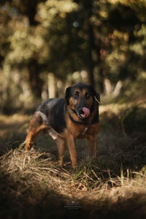 Szefuńcio – wierny towarzysz spacerów i domowego ciepła szuka rodziny!