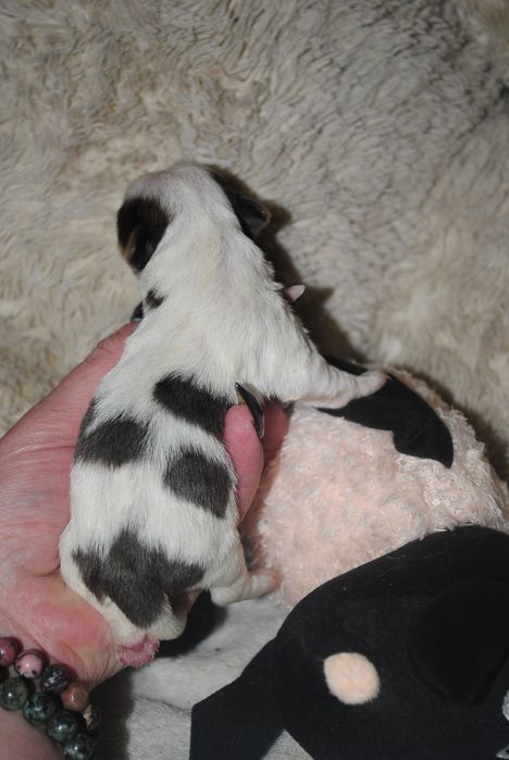 Кольорові йорки мерле та ч/б с документами клуба