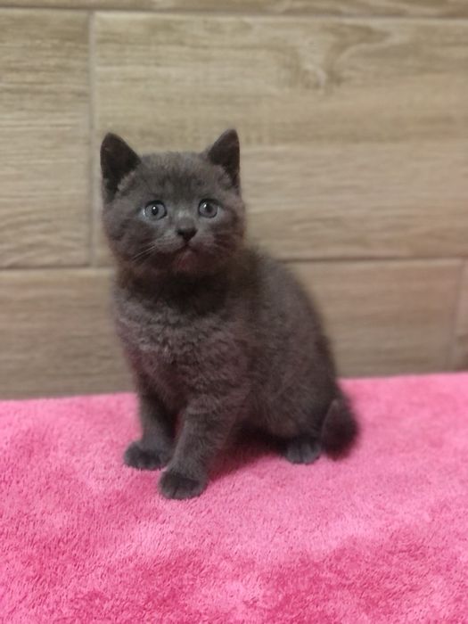 Британський хлопчик!