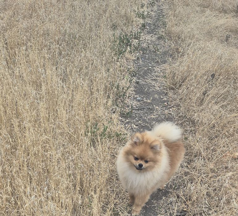 Продаётся щенок шпиц