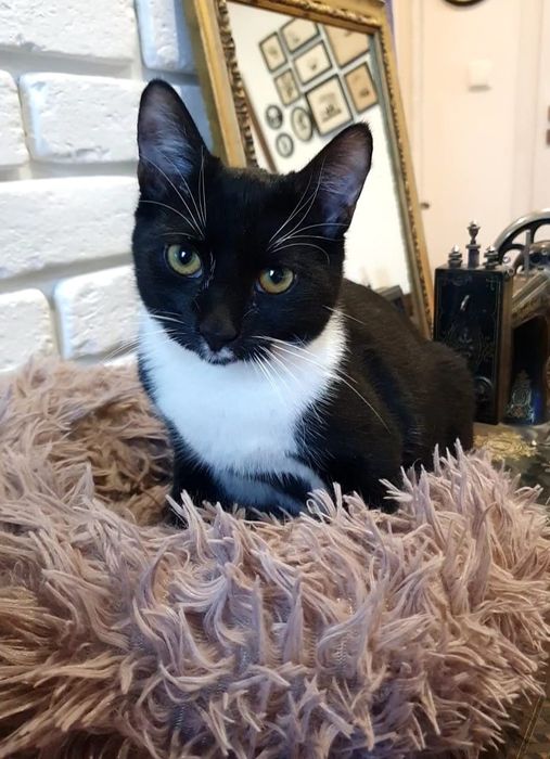 Jonatan i  Lord - kociaki do adopcji