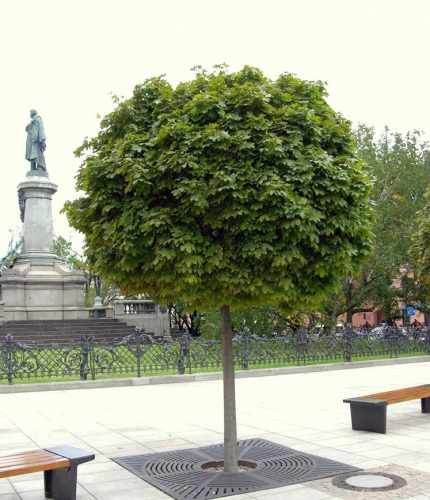 KLON Kulisty Globosum 180-200 CM  280 zł