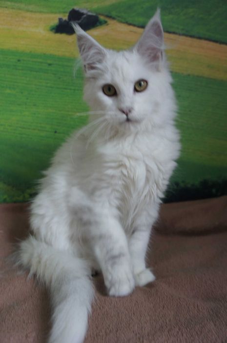 kotka Maine Coon - Fs 11 - FPl/Fife/WCC - prawie biała