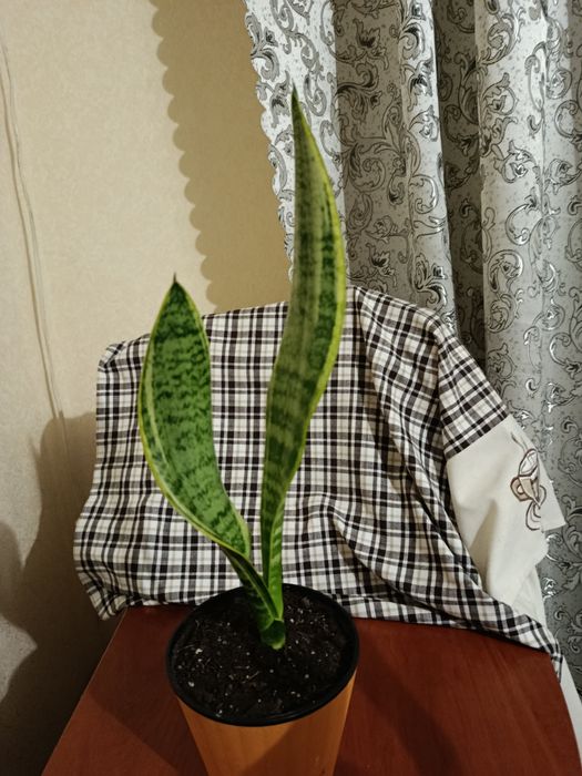 Кімнатні рослини