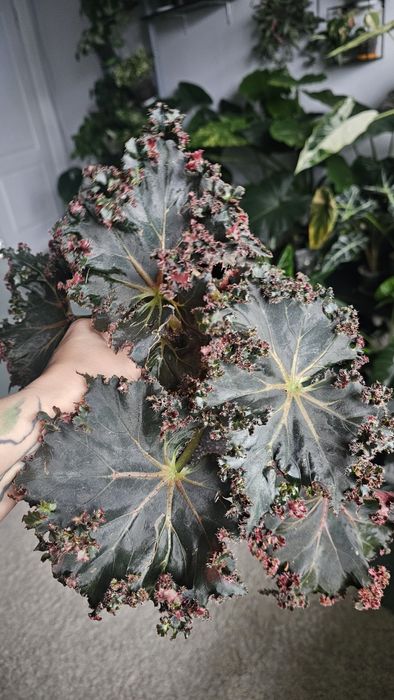 Бегония Munchkin, Heracleifolia Vampire, NG Карнавал