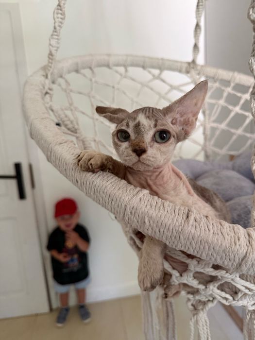 Wybitny chlopak devon rex