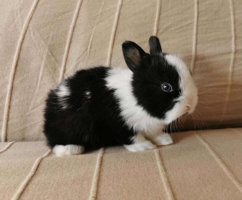 Coelhos anões mini holandês e minitoy super meigos