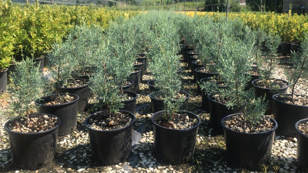 Продам кипарис Аризонский Италия