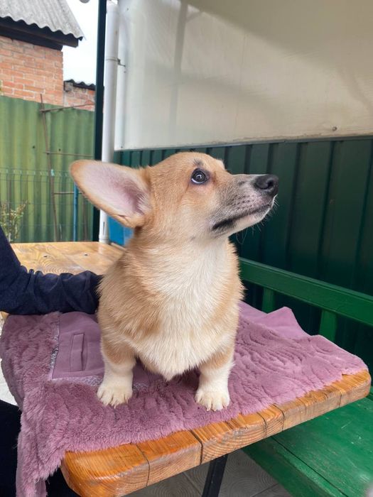 Вельш коргі пемброк КСУ