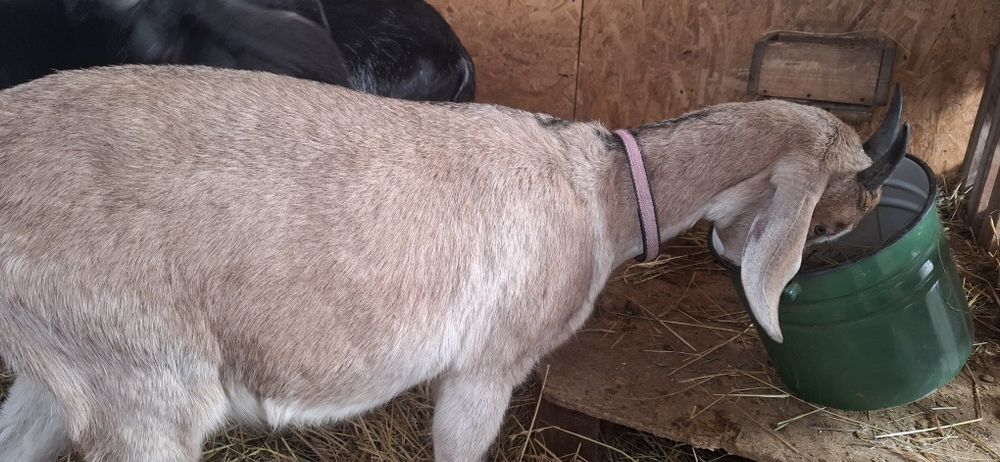 Англонубійскі кози, ярочки 1 рік  86 та 92.25%